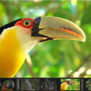 Screenshot 2022-04-16 at 11-42-26 Criadouro Conservacionista de Animais Silvestres - Toca da Raposa